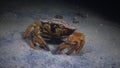 Large herbal crab. Green crab Carcinus maenas