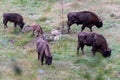 Large herbivore European bison (bison bonasus) National Park Bavarian Forest Å umava, Czech Republic, Germany Royalty Free Stock Photo