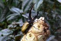 Hercules beetle aka rhino beetle world`s largest extant beetle. Royalty Free Stock Photo