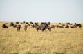 Large herd of african buffalos