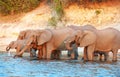 Large herd of African elephants