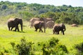 a herd of elephants grazing in the wilderness on a sunny day