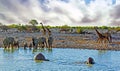 Large herd of African Elephants and Giraffes close to a vibrant waterhole in Etosha Royalty Free Stock Photo