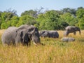 Large herd of African elephants grazing in tall river grass with green trees in background, safari in Moremi NP Royalty Free Stock Photo