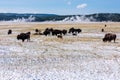 A large herd of bison with calves graze on a snow cover field in Yellowstone National Park. Plumes of smoke rising over the blue Royalty Free Stock Photo