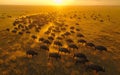 A large herd of bison grazes peacefully across a vast golden prairie, their dark silhouettes contrasting against the