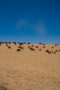 Herd of cattle grazing in field with blue sky with copy space