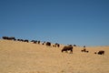 Herd of cattle grazing in field with blue sky with copy space