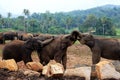 A large herd of brown elephants against the background of the jungle Royalty Free Stock Photo