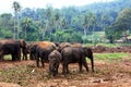 A large herd of brown elephants against the background of the jungle Royalty Free Stock Photo