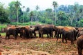 A large herd of brown elephants against the background of the jungle Royalty Free Stock Photo