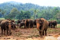 A large herd of brown elephants against the background of the jungle Royalty Free Stock Photo