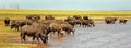 Large Herd of Buffalo in Bumi National Park Royalty Free Stock Photo