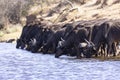 Large herd of cape buffalo drinking water Royalty Free Stock Photo