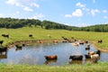 Large herd of cattle cows wading in a cool water pond in a green ranch farm pasture and blue sky beyond Royalty Free Stock Photo