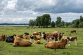 Large herd of cows with calves resting in a green field