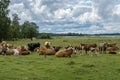 Large herd of cows resting in a green field Royalty Free Stock Photo