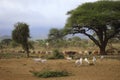 A large herd of cows