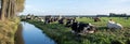 large herd of cows reclines in meadow near ditch under blue sky in the netherlands