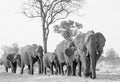 Large herd of elephants in black and white walking forwards in Hwange National Park Royalty Free Stock Photo