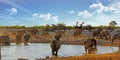 Large Herd of elephants and Many Giraffe stand at a waterhole with a nice blue sky backdrop