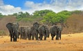 Large herd of elephants walking forwards on the Hwange Plains