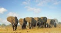 Large herd of elephants walking towards camera Royalty Free Stock Photo