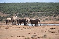 A herde of elephants at a waterhole drinking water on a sunny day in Addo Elephant Park in Colchester, South Africa Royalty Free Stock Photo