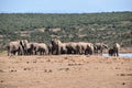 A herde of elephants at a waterhole drinking water on a sunny day in Addo Elephant Park in Colchester, South Africa Royalty Free Stock Photo