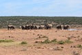 A herde of elephants at a waterhole drinking water on a sunny day in Addo Elephant Park in Colchester, South Africa Royalty Free Stock Photo