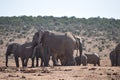 A herde of elephants at a waterhole drinking water on a sunny day in Addo Elephant Park in Colchester, South Africa Royalty Free Stock Photo