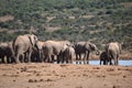 A herde of elephants at a waterhole drinking water on a sunny day in Addo Elephant Park in Colchester, South Africa Royalty Free Stock Photo