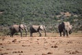 A herde of elephants at a waterhole drinking water on a sunny day in Addo Elephant Park in Colchester, South Africa Royalty Free Stock Photo