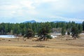 Large Herd of Elk Grazing and Resting in a Field with Trees and Snow