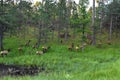 Large Herd of Elk Running Off Into the Woods Royalty Free Stock Photo