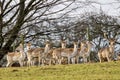 Herd of European Fallow Deer Looking at the Camera. Royalty Free Stock Photo
