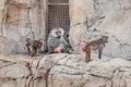 herd of female baboons with red swollen folds of skin around the buttocks signaling readiness for mating and conception and Royalty Free Stock Photo