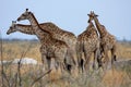 Large herd of giraffe Giraffa camelopardalis