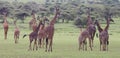 Large herd of giraffes walking