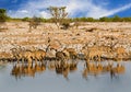 Harem of GreaterKudu drinking from a waterhole with vibrant blue sky background in Etosha National Park, Namibia