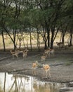 large herd or group of wild blackbuck or antilope cervicapra or indian antelope family near waterhole to quench thirst at tal