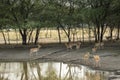 large herd or group of wild blackbuck or antilope cervicapra or indian antelope family near waterhole to quench thirst at tal