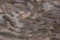 Large herd of hippopotami (Hippopotamus amphibius) wallowing in mud Royalty Free Stock Photo