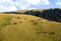 Large herd of horses on the hill Royalty Free Stock Photo