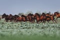 A large herd of horses of Hutsul breed. Horses galloping in the grass
