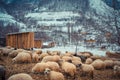 Large herd of Icelandic sheep grazing on brown grass and snowy mountains in the countryside Royalty Free Stock Photo