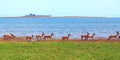 Large herd of Impala run along the shore of Lake Kariba