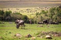 Large Herd of Migrating Wildebeest Grazing