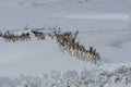 A large herd of Pronghorn Antelope in deep snow near Elk Mountain, Wyoming
