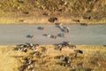 Large herd of ram grazing free-range, migrating and crossing road on countryside, drone shooting from high